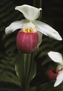 Lady Slipper Showy, Cypripedium reginae